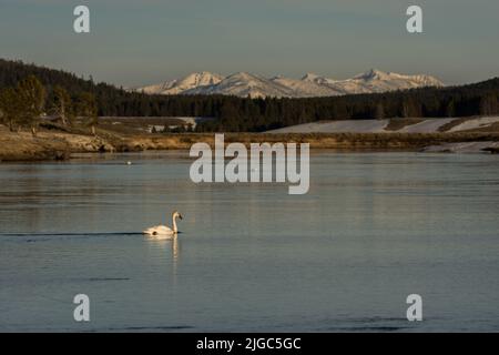 Ein Schwan im Yellowstone River im Hayden Valley, Yellowstone National Park. Stockfoto