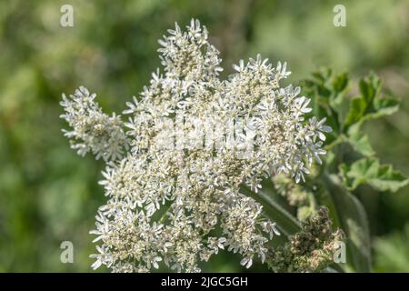 Blütenköpfe der Umbellifer bekannt als Hogweed / Cow Parsnip / Heracleum sphondylium gewöhnlicher unkrautkrautkrautkrautkrautkrautkrautkrautkrautblüte, deren saft die Haut im Sonnenlicht blasen Stockfoto