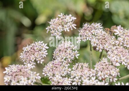 Blütenköpfe der Umbellifer bekannt als Hogweed / Cow Parsnip / Heracleum sphondylium gewöhnlicher unkrautkrautkrautkrautkrautkrautkrautkrautkrautblüte, deren saft die Haut im Sonnenlicht blasen Stockfoto