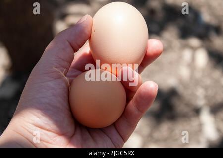 Nahaufnahme einer männlichen Hand, die zwei Bio-Eier von einem Bauernhof hält Stockfoto
