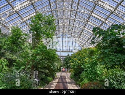 Interieur des gemäßigten Hauses, Kew Gardens, Richmond, London, England, VEREINIGTES KÖNIGREICH Stockfoto
