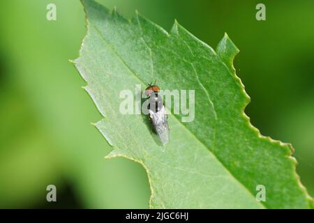 Nahaufnahme eines etwa 5mm männlichen Schwarzhörnchens (Microchrysa polita) auf einem Blatt. Unterfamilie Sarginae. Familie: Soldierflies (Stratiomyidae). Sommer Stockfoto