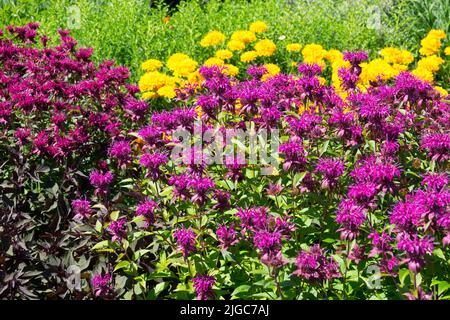 Bunte krautige Blume Grenze Monardas, Falsche Sonnenblume Stockfoto