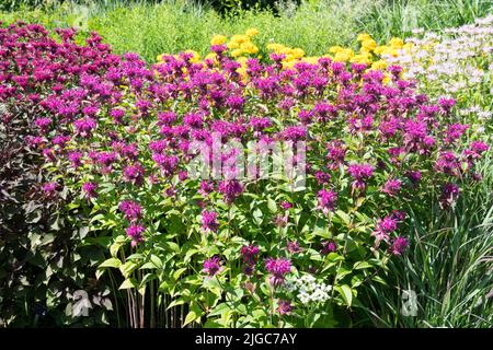 Bunte Monardas in einem Gartenrand dunkelviolette Blüten - Monarda 'Paars' Monarda 'Gewinterwolke', im Hintergrund Falsche Sonnenblume Stockfoto