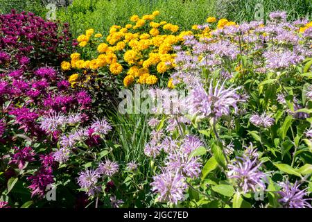 Rosa Lila Gartenblumen, Bergamotte, Monarda, gemischt, Pflanzen Bunte Juli Garten Gelb Falsche Sonnenblume Stockfoto