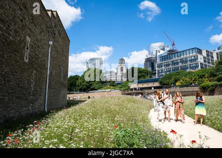London, Großbritannien. 9.. Juli 2022. Tower of London Superbloom - für das Platinum Jubilee der Königin wurden Wildblumenkerne in den Graben gepflanzt Stockfoto