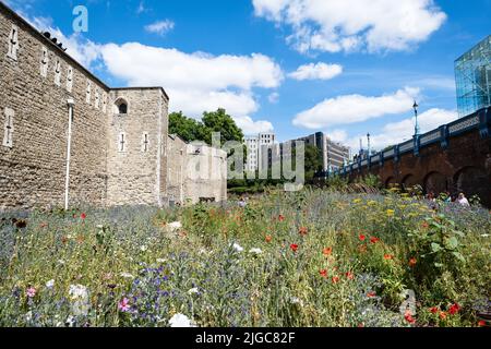 London, Großbritannien. 9.. Juli 2022. Tower of London Superbloom - für das Platinum Jubilee der Königin wurden Wildblumenkerne in den Graben gepflanzt Stockfoto