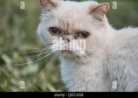 Nahaufnahme Porträt von niedlichen ernst nachdenklichen Senior blinde Katze. PET-Konzept Stockfoto