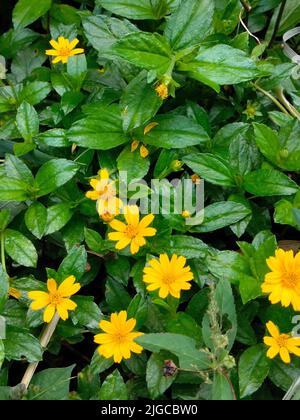 Schöne gelbe Bay Biscayne kriechende Ochsenaugen Blumen im Garten im Frühjahr gewachsen Stockfoto