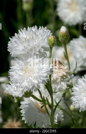 Weiß, Bachelorknöpfe, Centaurea Cyanus, Kornblume, Blume, Centaurea „Snow Man“ Stockfoto