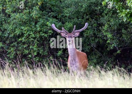 Rotwild frisst Eichenblatt Stockfoto