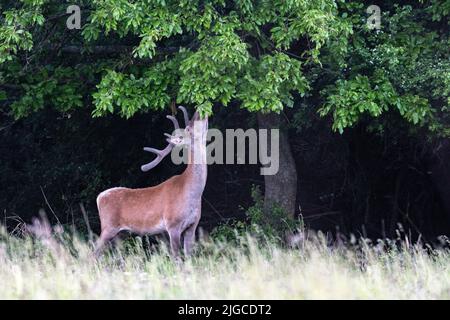 Rotwild frisst Eichenblatt Stockfoto