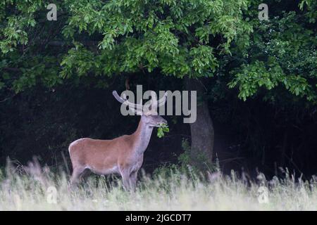 Rotwild frisst Eichenblatt Stockfoto