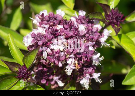 Kulinarische Kräuter, Ocimum 'Siam Queen', Blume, thailändisches Basilikum, Ocimum thyrsiflora, Jährlich, Kulinarisch, Basilikum Stockfoto