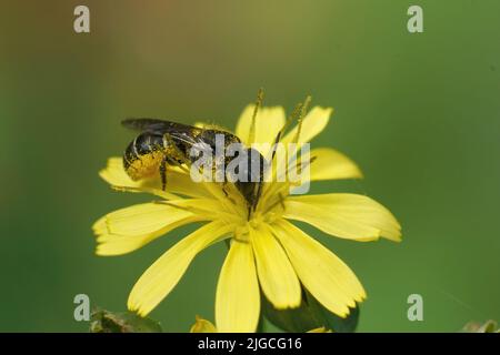 Nahaufnahme einer großköpfigen Panzerharzbiene, Heriades truncorum auf einer kleinen gelben Blume vor grünem Hintergrund im Garten Stockfoto