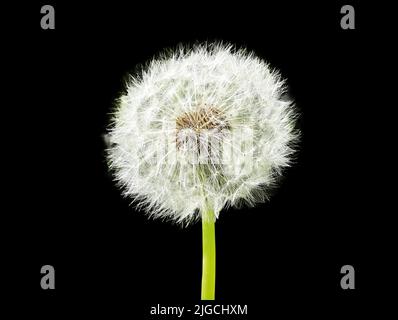 Dandelion mit weißen Floaties isoliert auf schwarzem Hintergrund. Pappus. Saatkopf. Hochwertige Fotos Stockfoto