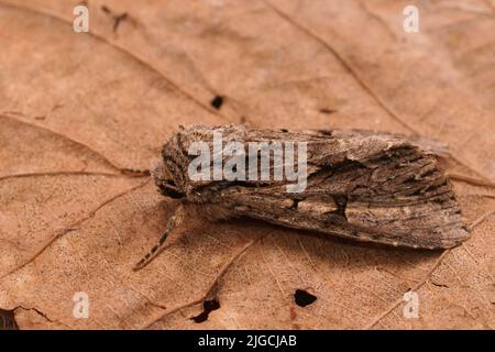 Detaillierte Nahaufnahme eines dunklen Bögen Ehlet Motte, Apamea monoglypha sitzt auf getrockneten Blättern Stockfoto