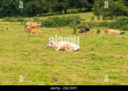 Eine Herde Kühe ruht auf einer Weide auf dem Gras Stockfoto