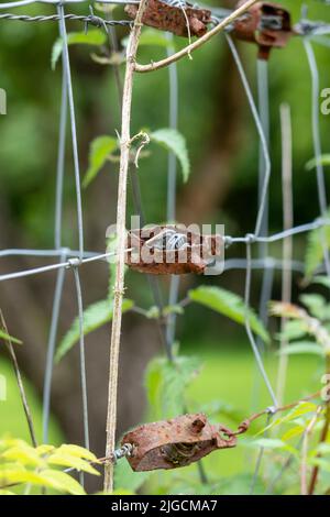 Elektrischer Zaun auf einer Farm Weide aus nächster Nähe Stockfoto