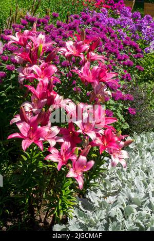 Lilium, Garden, Monarda Rosa lila Blüten Stockfoto