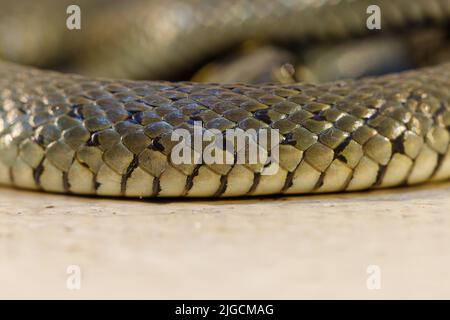 Die Grassnatter (Natrix natrix), manchmal auch die Ringelnatter oder Wassernatter genannt, ist eine eurasische, nicht giftige Kolubridnatter. Stockfoto