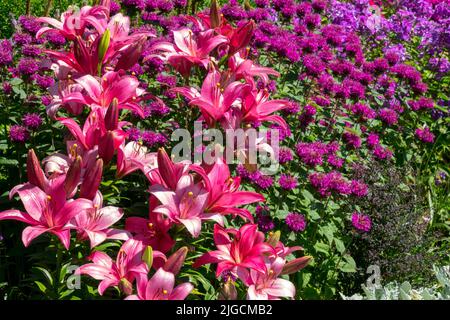 Lila, Blumenbeet, Lilium, Monarda, krautig, Sommer, Garten, Juli, Ornamental, Grenze mehrjährige Bettwäsche Pflanzen Stockfoto