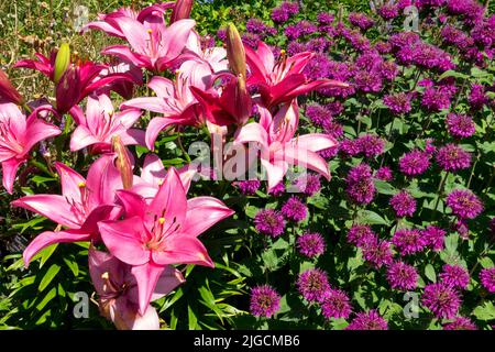 Lilium 'Mateo', Monarda 'Knight Purple', Garten, Blumenbeet, Rand, Blumen, Pink Purple Pflanze im Sommer Stockfoto