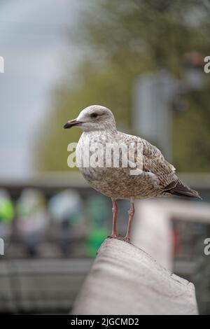 Nahaufnahme einer jungen Jungmöwe Larus argentatus oder der europäischen Heringsmöwe, die auf einem Geländer in Dublin, Irland, thront. Vögel im städtischen Bereich. Stockfoto