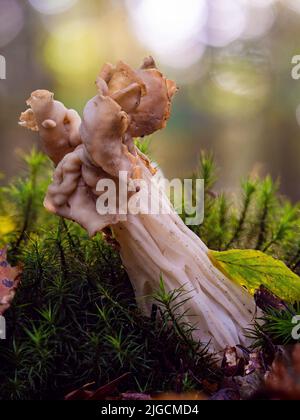 Eine Nahaufnahme eines Helvella-Crispa-Pilzes im Herbst Stockfoto