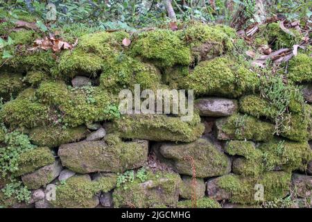 Steinmauer mitten im Wald Stockfoto