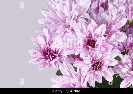 Gestreifte rosa und weiße Chrysanthemum-Blüten Stockfoto