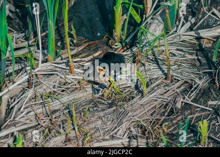 Zwei kleine Enten im Schilf am Ufer des Sees. Auf der Suche nach Essen Stockfoto