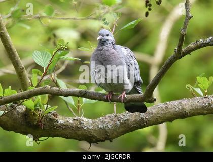 Auf einem Baum in Hampstead Heath thronend thront die Taube (Columba palumbus) Stockfoto