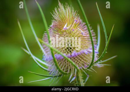 Nahaufnahme eines Dipsacus fullonum oder Dipsacus sylvestris, allgemein bekannt als wilder Teelöffel oder Fuller-Teelöffel Stockfoto