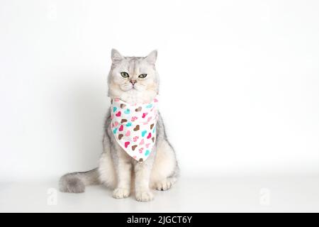 Eine weiße Katze sitzt auf einem weißen Hintergrund, mit einem dreieckigen Halstuch Stockfoto
