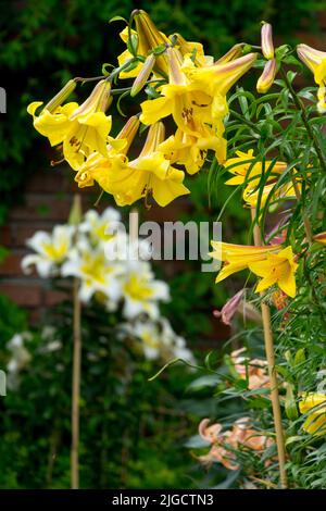 Schöner Pflanzentopf Gelbe Trompete Lilie Blumen Lilium auf Sticks, Lilium 'Golden Splendor' Stockfoto