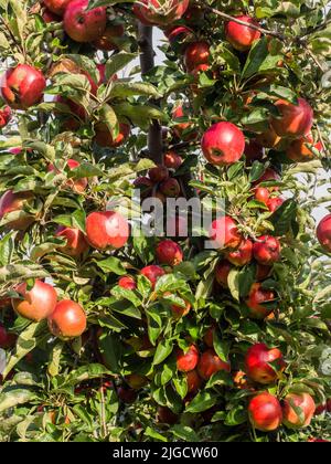 Ein Obstgarten mit einer großen Anzahl von roten, saftigen Äpfeln im Sonnenlicht Stockfoto