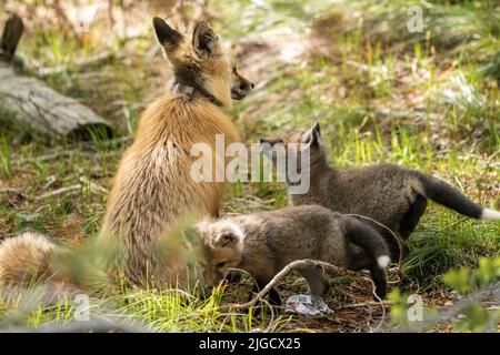 Rotfuchskits spielen im Frühling zusammen, während die Füchse sie im Grand Teton National Park in Moose, Wyoming, im Auge behalten. Stockfoto