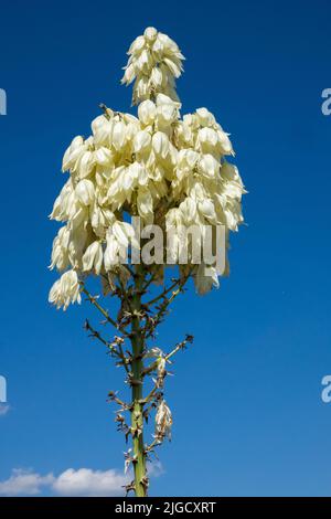 Yucca Blume auf Stem, Yucca thompsoniana, Blütenstand Stockfoto