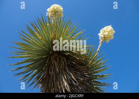 Thompsons Yucca, Yucca Thompsoniana, Succulent, Pflanze, Blumen Wüstenpflanzen Stockfoto