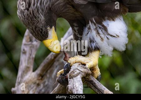 Eine Nahaufnahme von Stellers Seeadler sitzt auf einem trockenen Baum auf grünem Hintergrund des Gartens. Ein Raubvögel ernährt sich von Aas Stockfoto