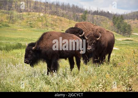 Drei weidende American Buffalo im schönen ländlichen South Dakota im Sommer. Stockfoto