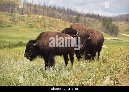 Drei Büffel versammelten sich auf einem Grasfeld in South Dakota. Stockfoto