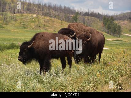 Bison-Familie, die auf einem Feld im ländlichen und abgelegenen South Dakota steht. Stockfoto