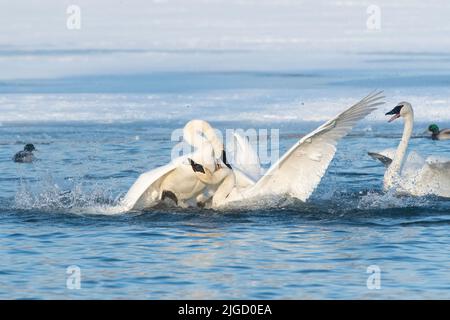 Trompeter Swans along St Croix River, Winter, WI, USA, von Dominique Braud/Dembinsky Photo Assoc Stockfoto
