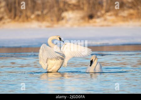 Trompeter Swans along St Croix River, Winter, WI, USA, von Dominique Braud/Dembinsky Photo Assoc Stockfoto