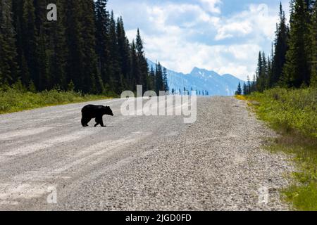 Schwarzbär überquert die Straße vor den Bergen Stockfoto