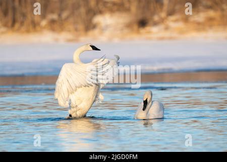 Trompeter Swans along St Croix River, Winter, WI, USA, von Dominique Braud/Dembinsky Photo Assoc Stockfoto