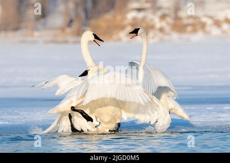 Trompeter Swans along St Croix River, Winter, WI, USA, von Dominique Braud/Dembinsky Photo Assoc Stockfoto