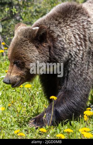 grizzlybär wandert durch den Dandelion Stockfoto